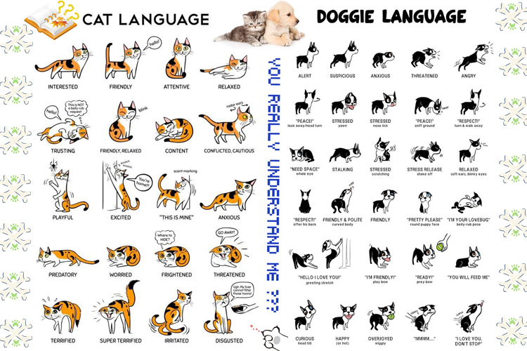 Understanding Your Pet’s Body Language