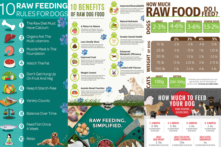 Dog Raw Food Diet for Beginners